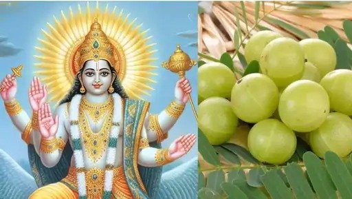 tradition to worship the Amla tree on this day tradition to worship the Amla tree on this day