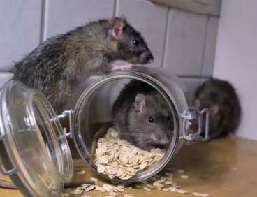 चूहे मार दवा