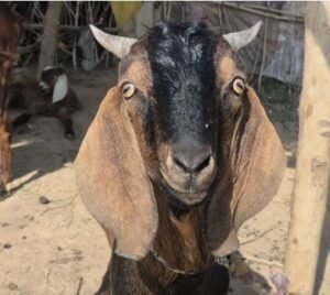 बकरा चोरी