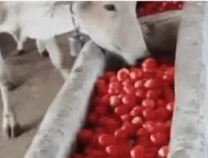 मवेशी खा रहे टमाटर