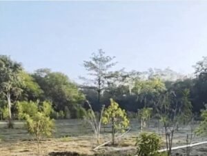 लाल चंदन की खेती