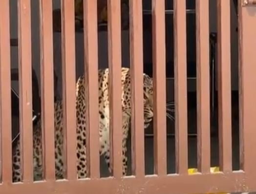 स्कूल में तेदुआं