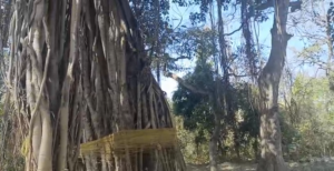 Bundelkhand Temple Bats Worship: