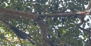 Bundelkhand Temple Bats Worship: