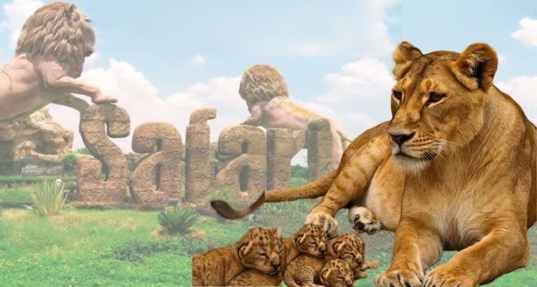 Etawah Lion Safari: Lioness Rupa Gives Birth to 4 Cubs