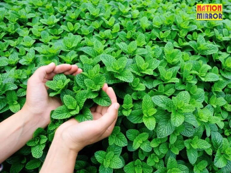 Pudina leaves benefits