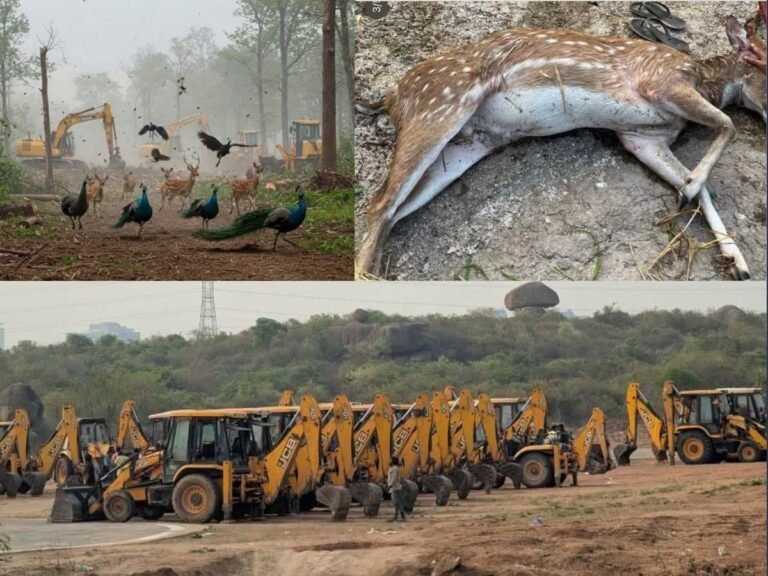 Hyderabad Forest Wild Animals: