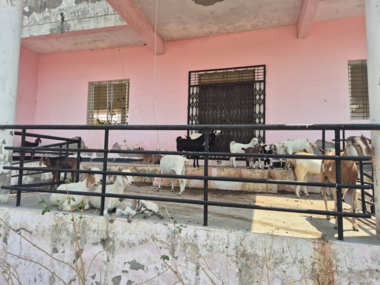 Barwani hostel for goats:
