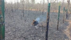 Satwas Forest Fire Dewas: