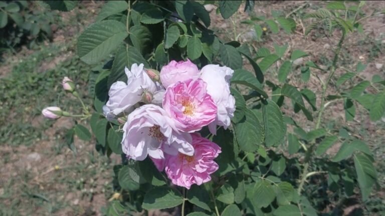 bulgaria roses uttarakhand farming