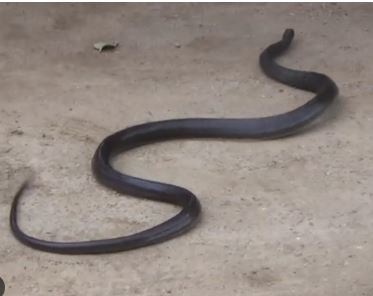 अस्पताल में सांप