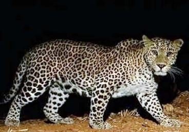 आदमखोर तेदुआ