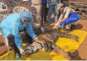 बाघिन की मौत