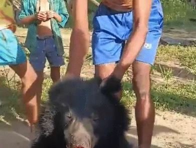 भालू से बर्बता