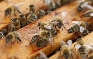 मधुमक्खी