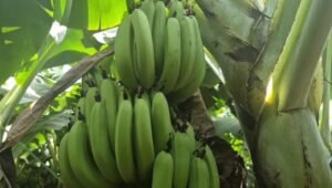 Barwani banana export success: