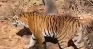 Tiger attack Balaghat: