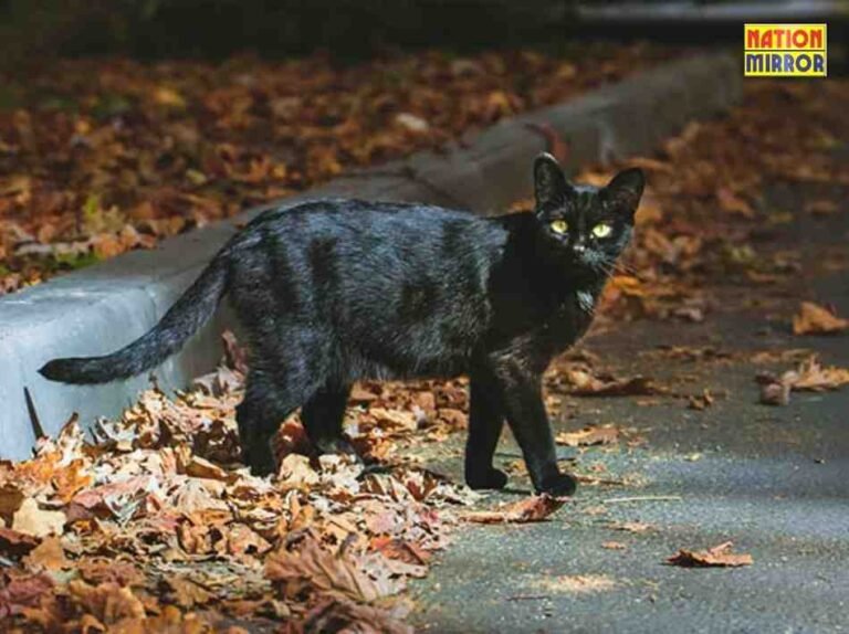 Cat Crossing Your Path