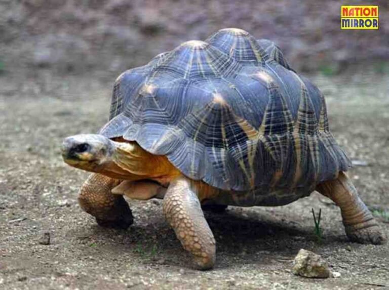 _Tortoise at Home Lucky or Unlucky