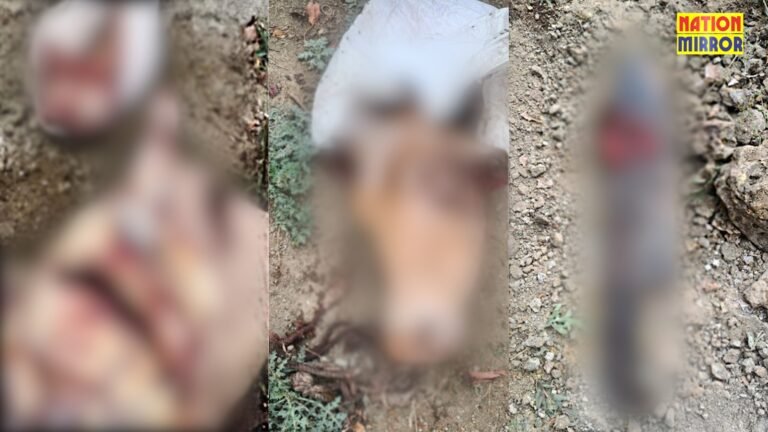 Cow Slaughter in Bhopal: