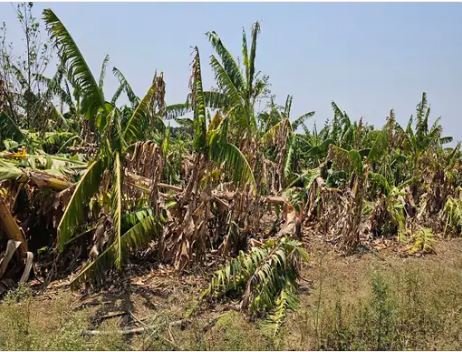 केले की फसल