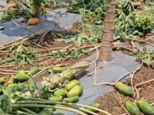 फसल बर्बाद