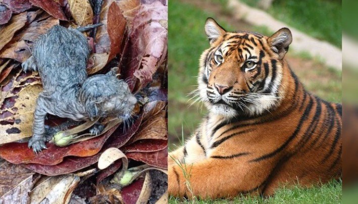 बाघिन ने शावकों को दिया जन्म