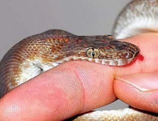 सर्पदंश