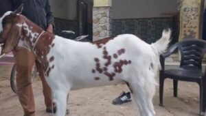 बकरें पर लिखा मोहम्मद नाम