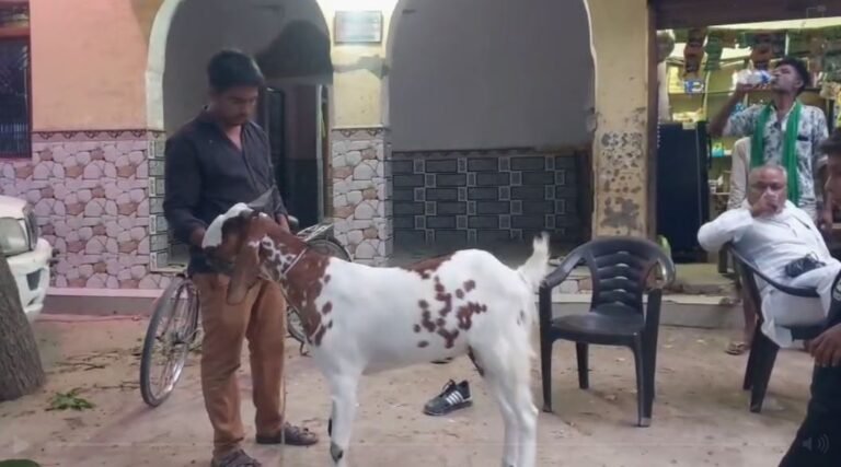 Kaushambi Goat Mohammad