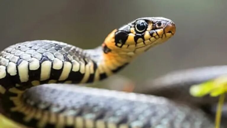 Fake snakebite death compensation India: