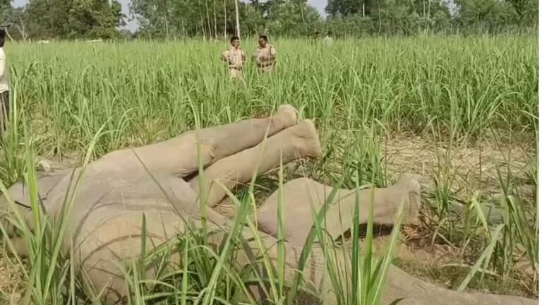 Wild Elephant Death Bijnor