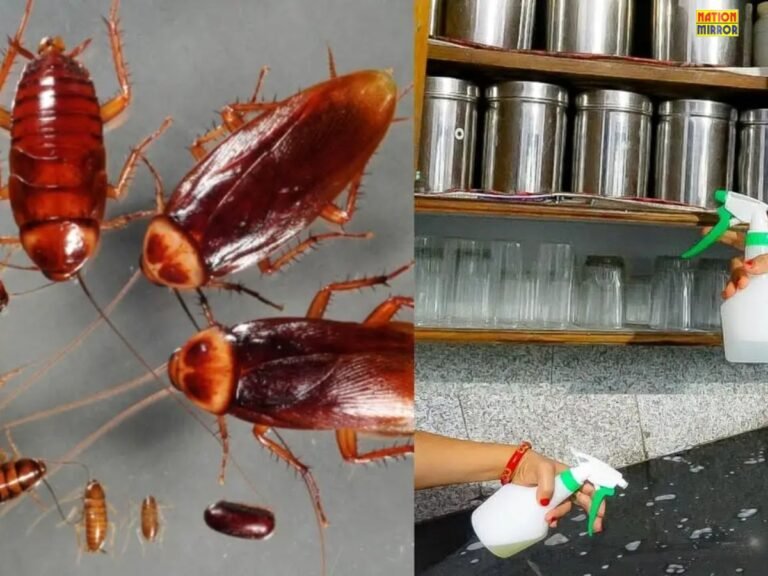 Get Rid of Cockroaches