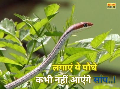 Plants to Repel Snakes Naturally