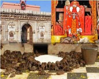 Rat Temple India