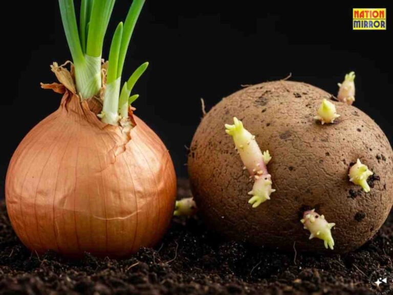 Sprouted Potatoes and Onions