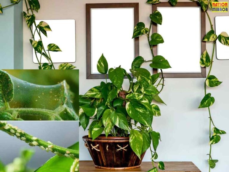Money plant pest control
