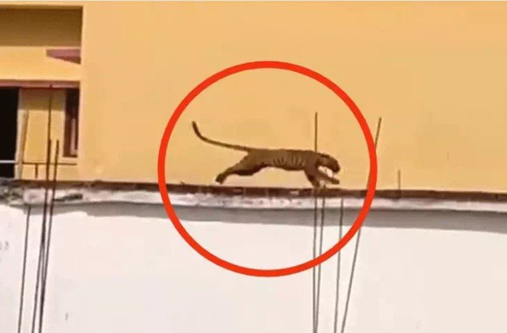 घर में घुसा तेंदुआ