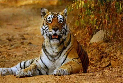 बाघिन रानी