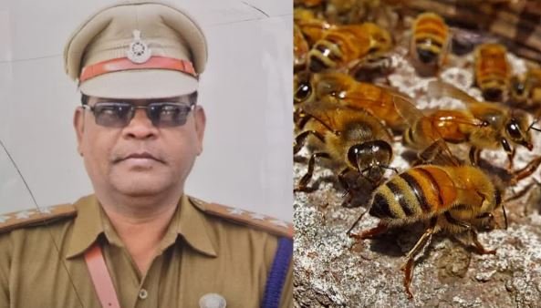 मधुमक्खी हमला