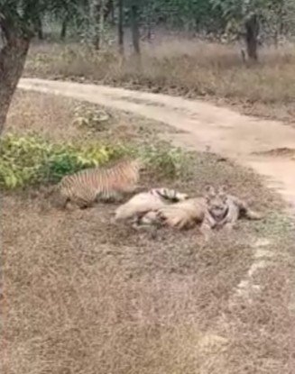 शावको की मस्ती