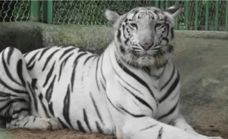 सफेद बाघ