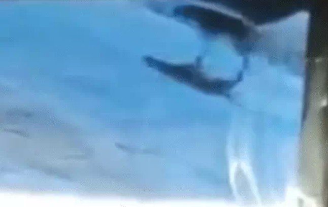 सीसीटीवी में कैद आदमखोर