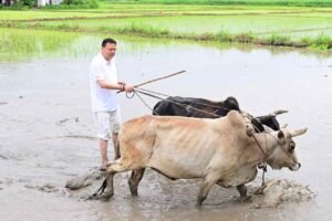 मुख्यमंत्री पुष्कर सिंह धामी ने खटीमा में की धान की रोपाई