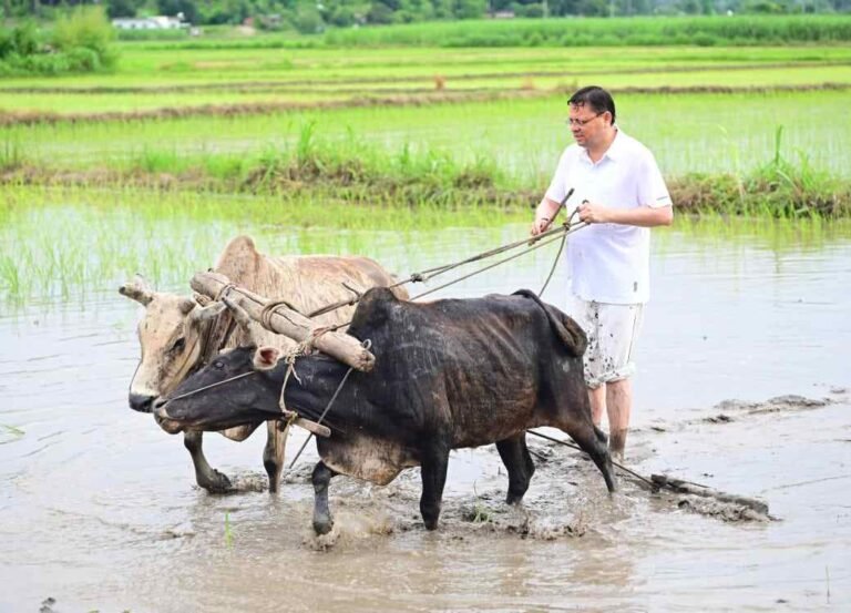 Dhami Paddy Transplantation Khatima