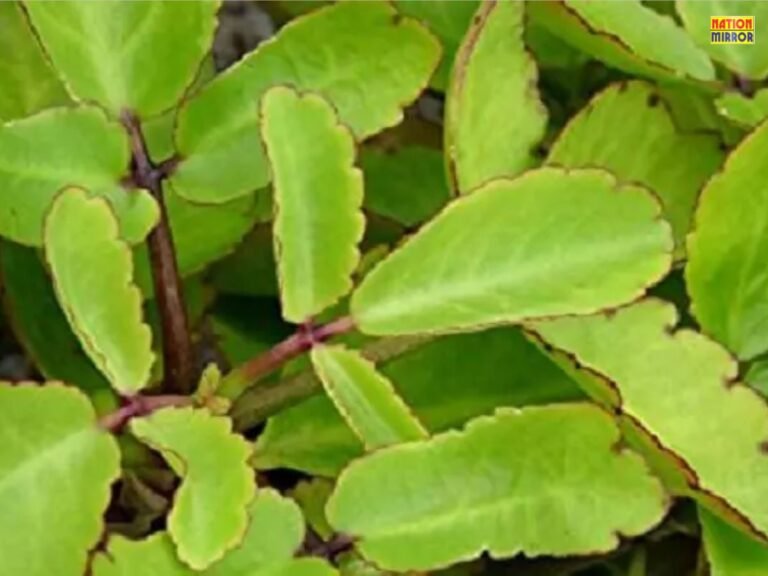 Patharchatta Leaf Benefits