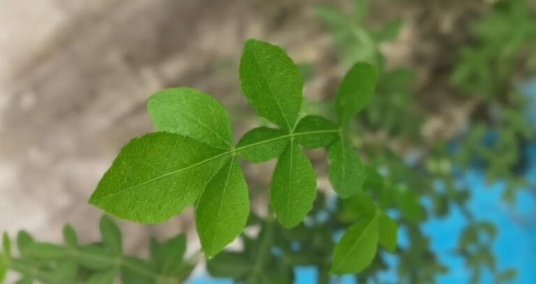 Haridwar Bilva Parvat: