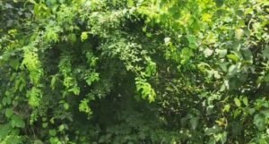 Haridwar Bilva Parvat: