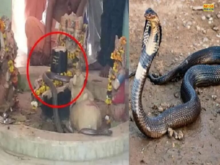 Snake Worships Shivling