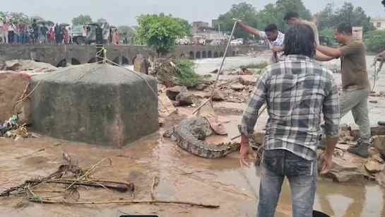 बूंदी में भारी बारिश के बीच नदी किनारे मगरमच्छ को पकड़ती वन विभाग की टीम